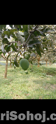 হাঁড়ি ভাংগা আম